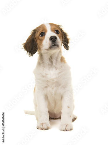 Cute kooikerhondje puppy sitting and looking up on a white background