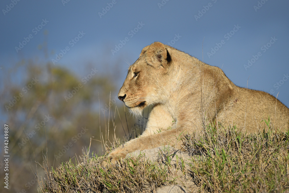 Fototapeta premium Lioness resting