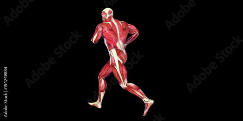 Human Male Body Anatomy Illustration with visible muscles