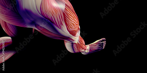 Human Male Body Anatomy Illustration with visible muscles photo