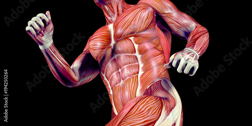 Human Male Body Anatomy Illustration with visible muscles
