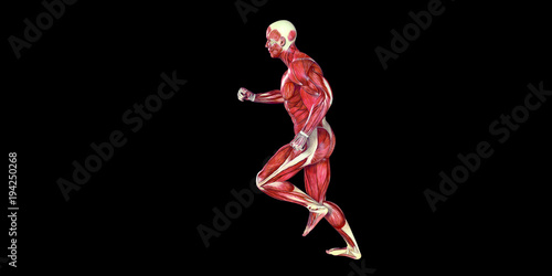 Human Male Body Anatomy Illustration with visible muscles © madesapix