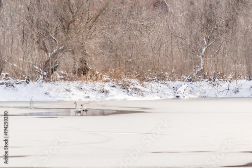 Wallpaper Mural Swans in the frozen lake  Torontodigital.ca