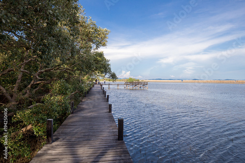 bridge to the sea beside mangrove jungle and blue sky © chayakorn