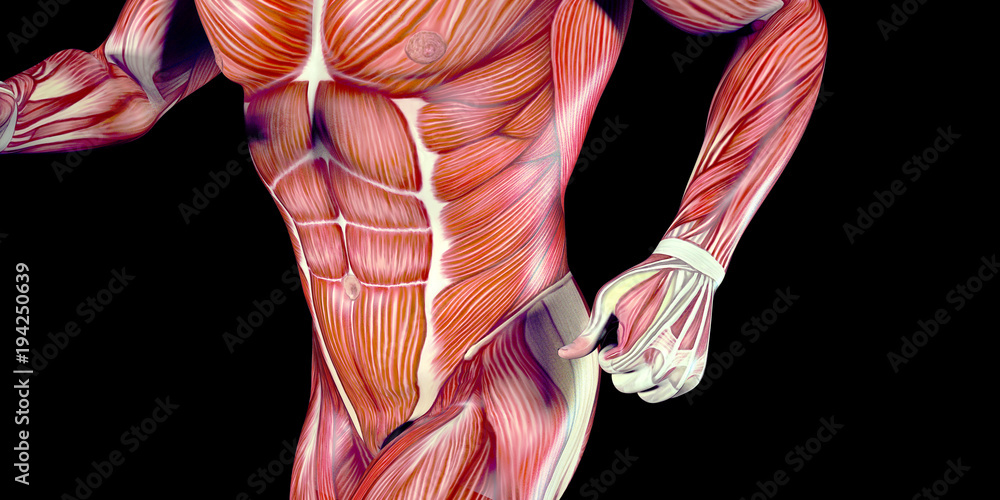 Human Male Body Anatomy Illustration with visible muscles Human Male Body Anatomy Illustration with visible muscles