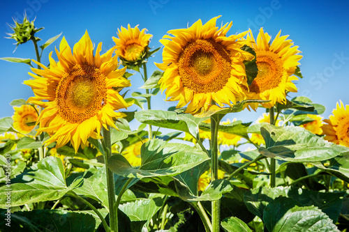 Field of blooming sunflowers