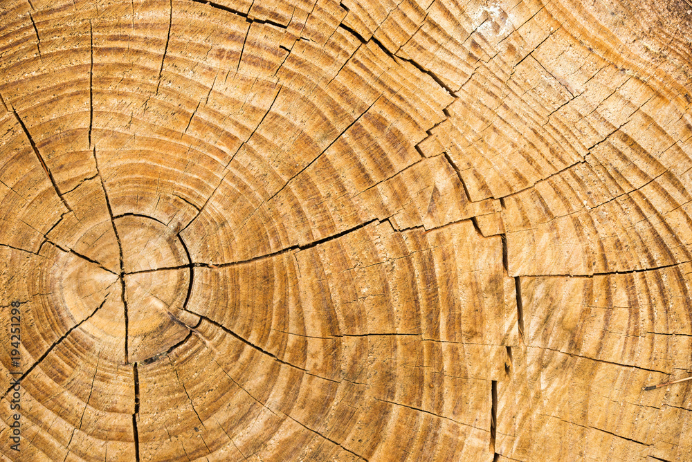 Naklejka premium Rings of a tree lose-up of trunk texture, selected focus