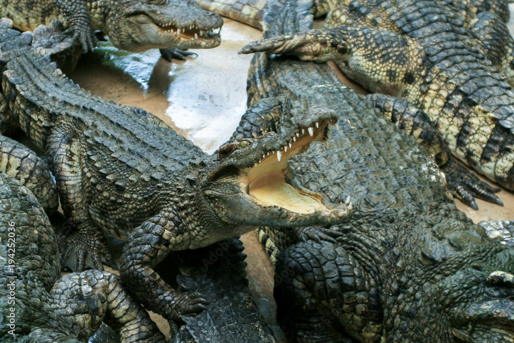 Fototapeta premium Crocodile farm. Feeding crocodiles chicken, crocodile with open mouth