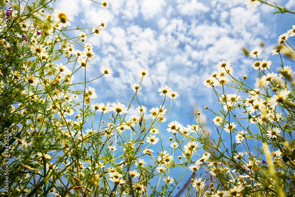 White camomiles on blue sky background