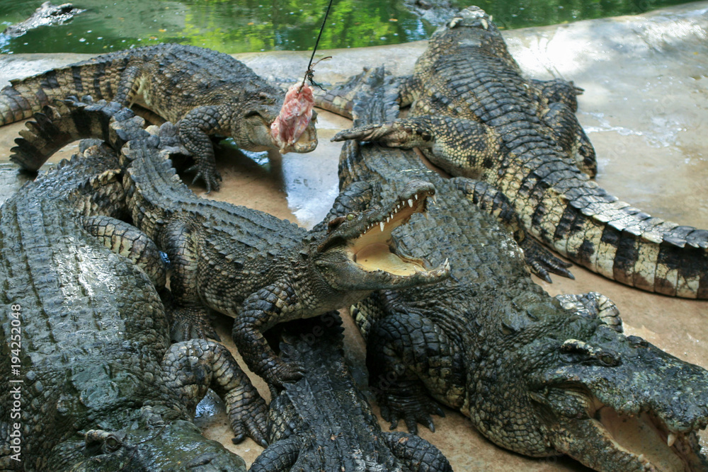 Crocodile farm. Feeding crocodiles chicken, crocodile with open mouth Crocodile farm. Feeding crocodiles chicken, crocodile with open mouth