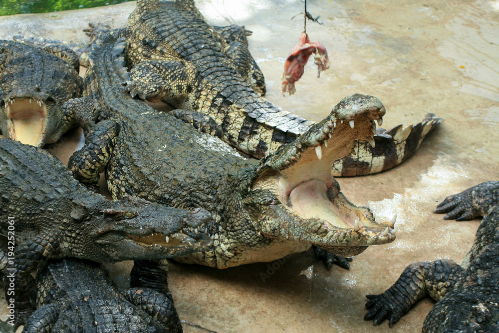 Fototapeta premium Crocodile farm. Feeding crocodiles chicken, crocodile with open mouth