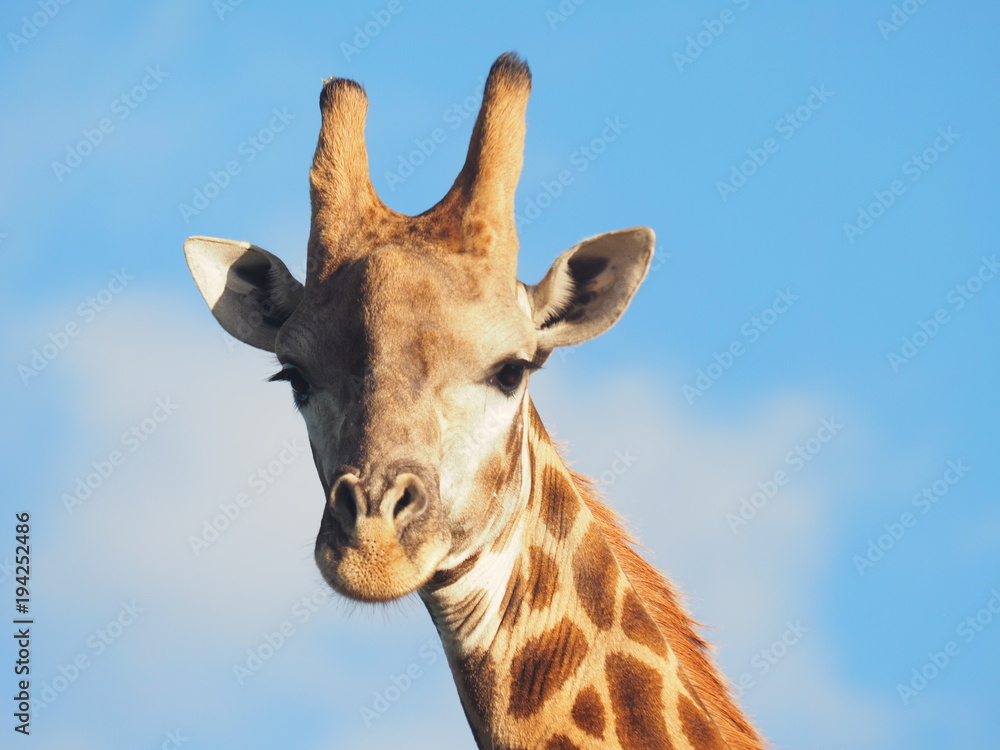 Plakat Giraffe in Südafrika
