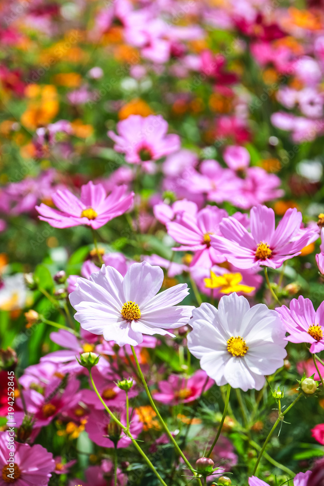 Colorful cosmos flower blooming in the field Colorful cosmos flower blooming in the field