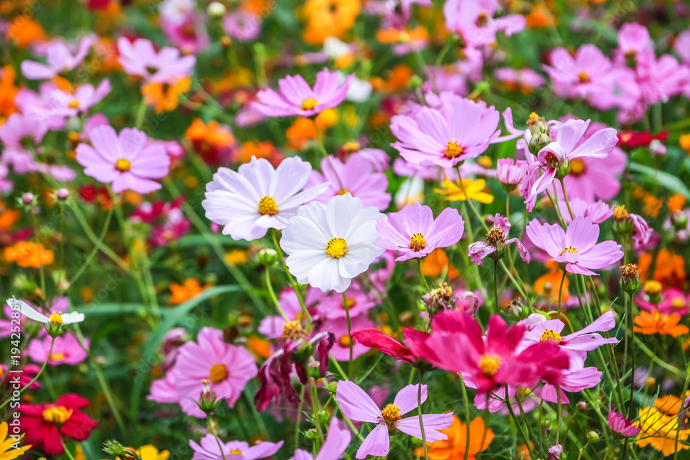 Fototapeta premium Colorful cosmos flower blooming in the field
