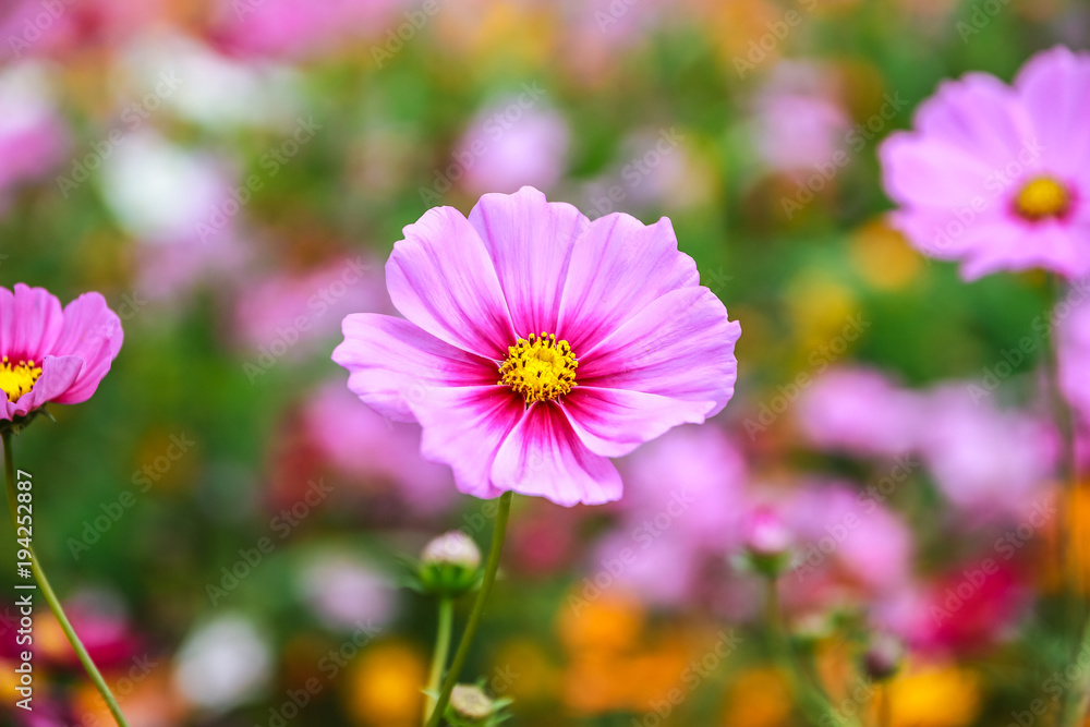 Colorful cosmos flower blooming in the field Colorful cosmos flower blooming in the field