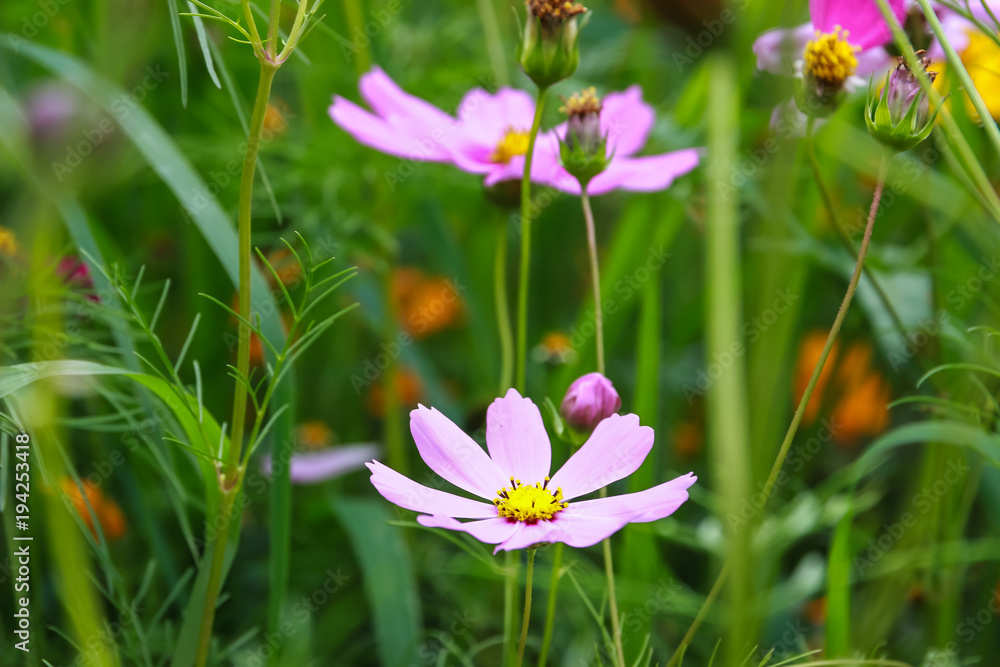 Colorful cosmos flower blooming in the field Colorful cosmos flower blooming in the field