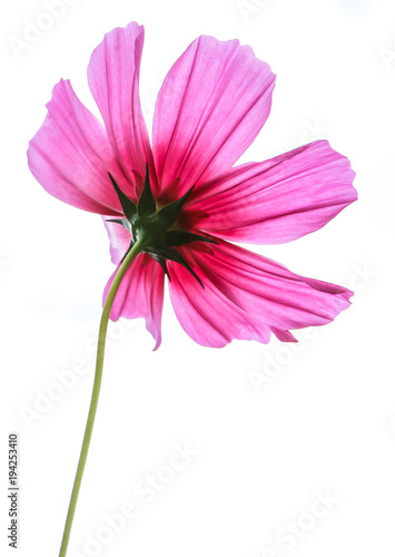 a Pink cosmos flower blooming
