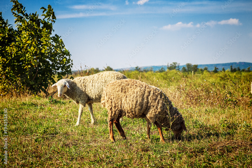 Fototapeta premium A white sheeps on a lawn
