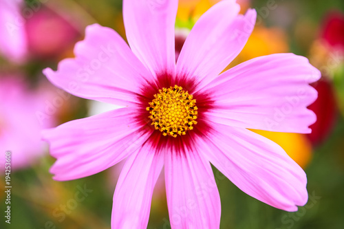 Colorful cosmos flower blooming in the field