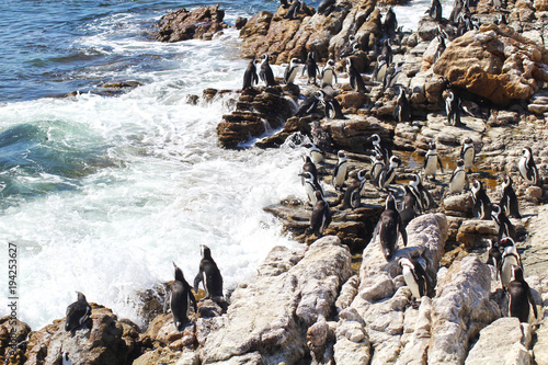 Penguins at Betty's Bay, South Africa