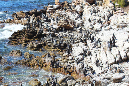 Just some Penguins at Betty's Bay, South Africa