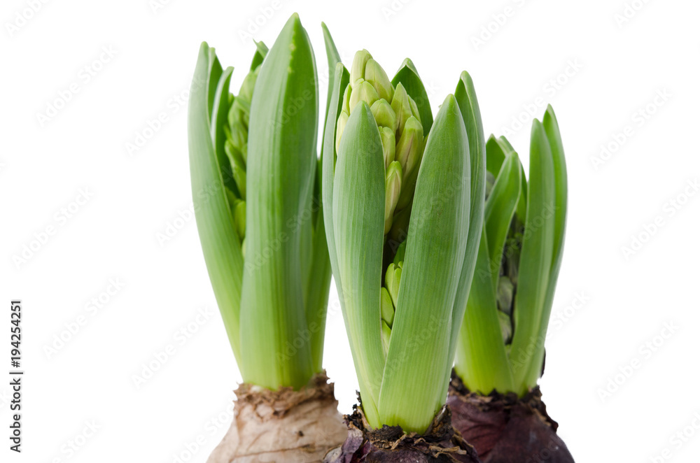 Hyazinthen, Knospen Hyazinthen, Knospen