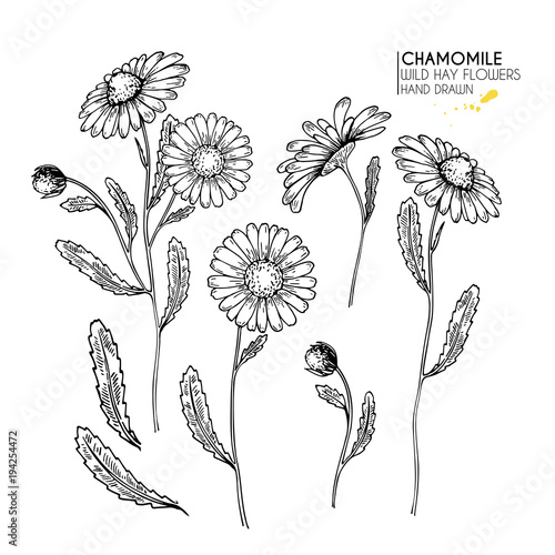Hand drawn wild hay flowers. Chamomile or daisy flower. Vintage engraved art. Botanical illustration. Good for cosmetics, medicine, treating, aromatherapy, nursing, package design, field bouquet.