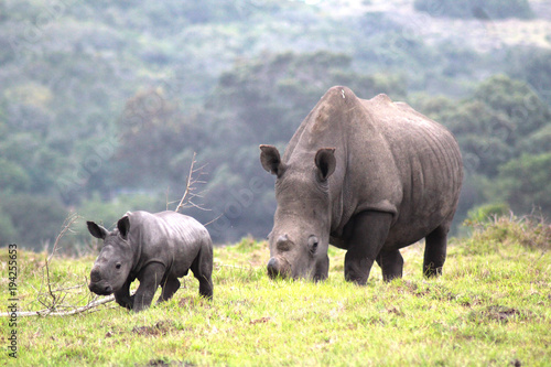 Just a baby rhino and his mother