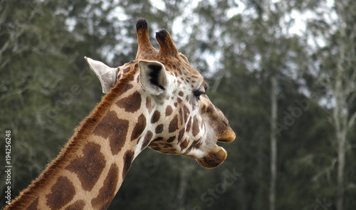 Canvas Print Just a Giraffe walking by
