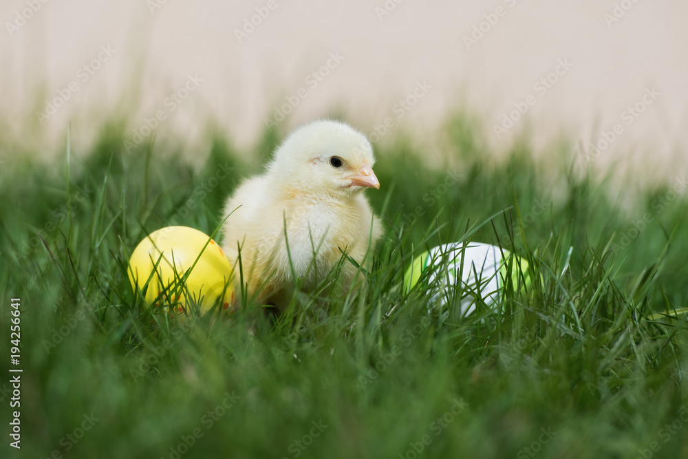 adorable yellow chick on grass adorable yellow chick on grass