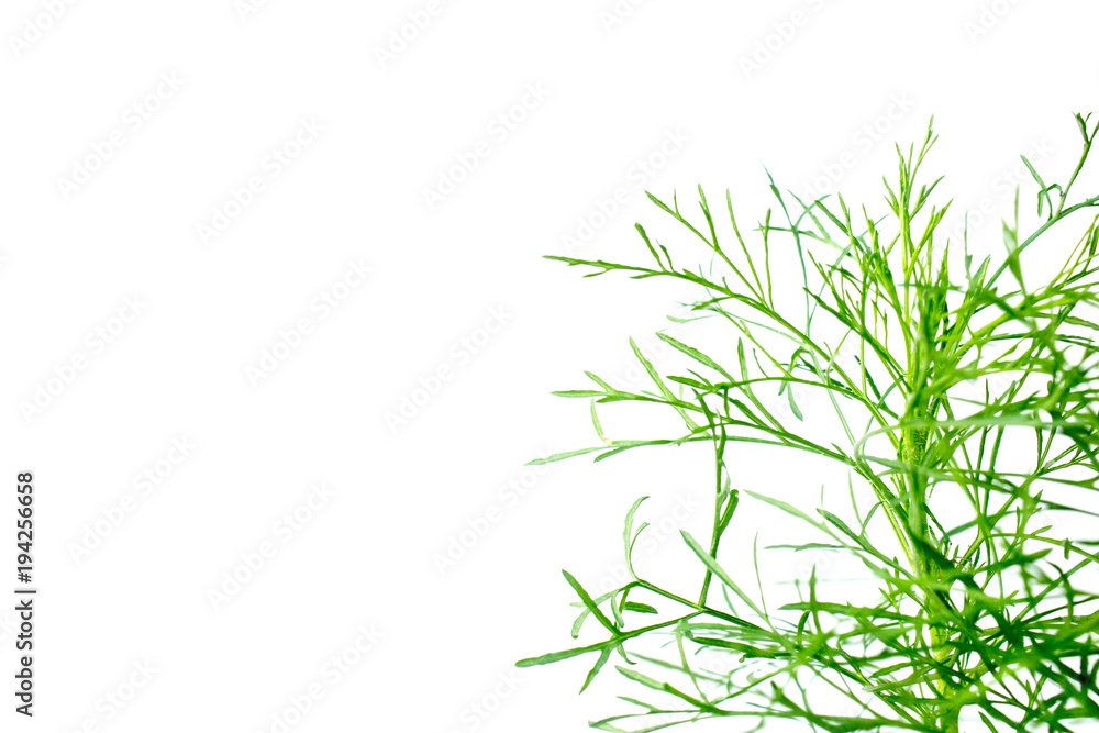 Copy Space from Green plants isolated on white. Copy Space from Green plants isolated on white.