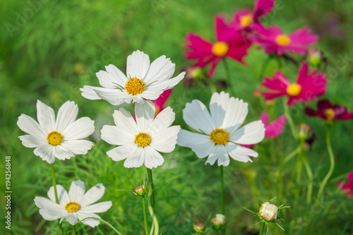 The colorful of White Cosmos Flower in the garden.
