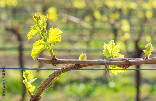 young green tender leaves of grapes in spring. Selective focus. photo