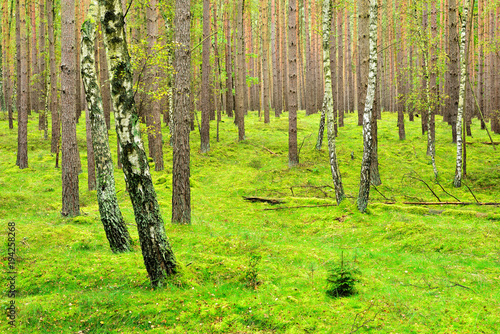 Fototapeta Naklejka Na Ścianę i Meble -  Forest of Pine and Birch Trees, a thick carpet of soft moss completely covering the ground