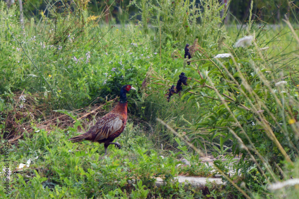 Fototapeta premium Male pheasant in the field