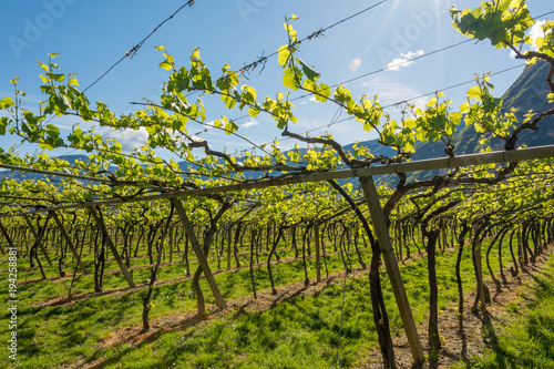 young green tender leaves of grapes on a background of blue sky in spring. Vineyard in springtime