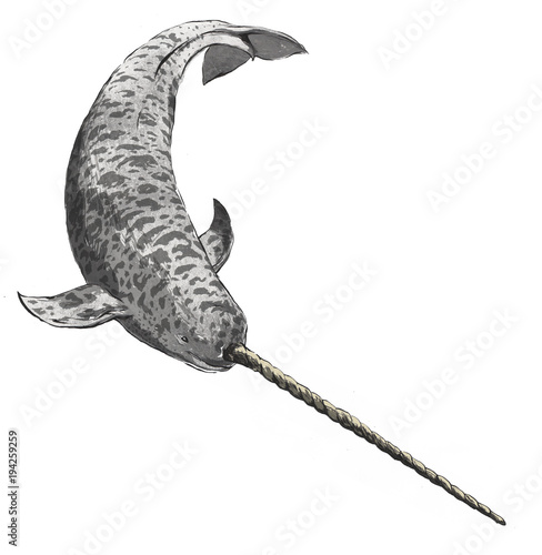 narwhal whale mammal unicorn myth creature magic underwater marine watercolour ink illustration