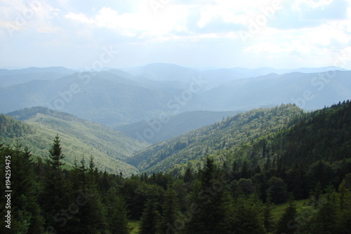 A panorama of green mountain forests on the slopes of the Ukrainian Carpathians in the middle of summer.
