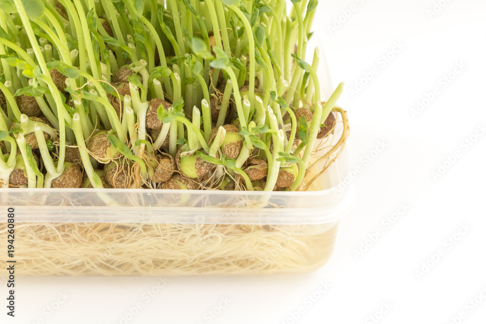 豆苗の再生栽培stock Photo Adobe Stock