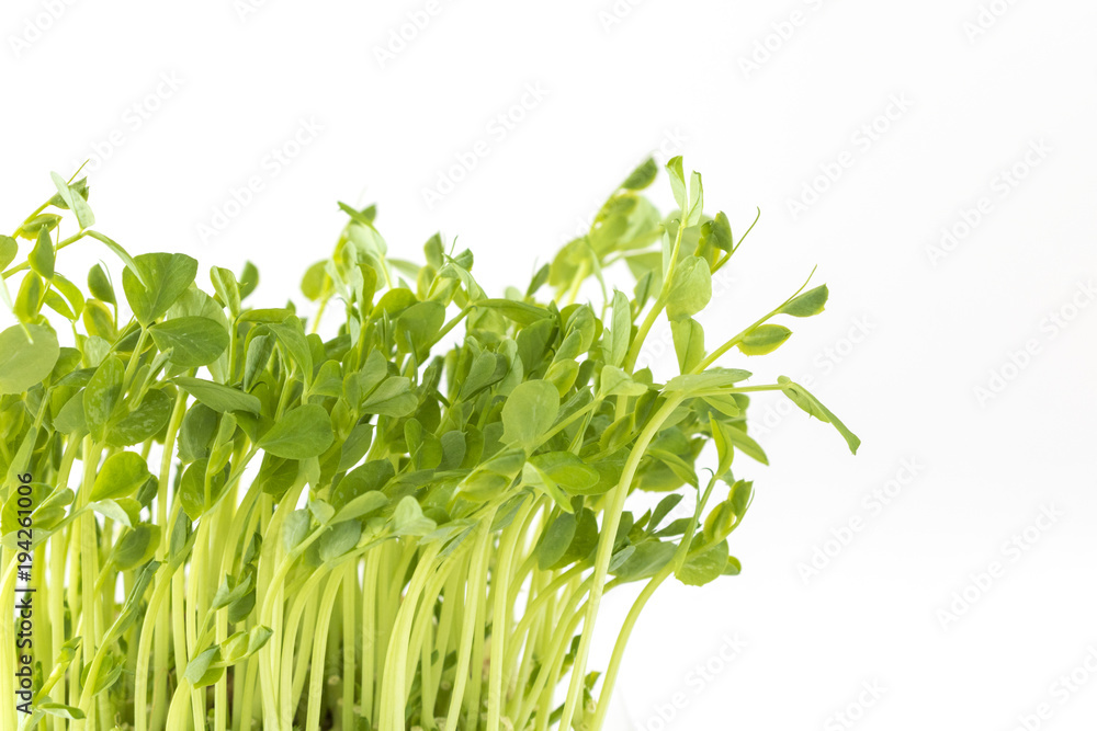 豆苗の再生栽培 豆苗の再生栽培
