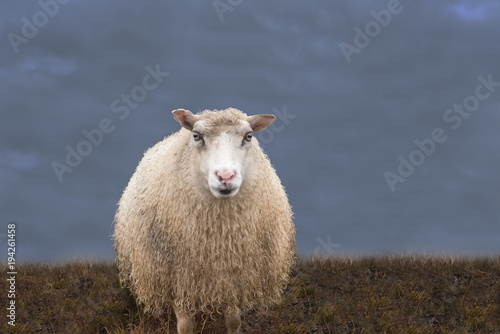 einzelnes Schaf auf der Wiese vor dunklem Himmel