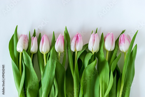 Creative layout of tulips on white background. Flat lay. © Paopano