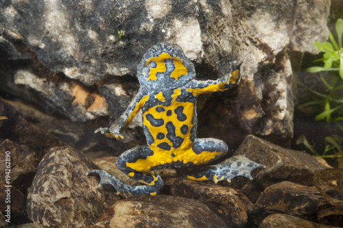 Gelbbauchunke (Bombina variegata) - Yellow-bellied toad photo