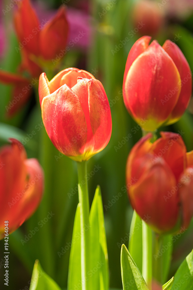 Fototapeta premium Red tulips in the garden