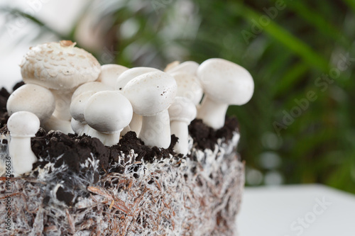 Homemade mushrooms and mycelium, champignon. Mushrooms growing.