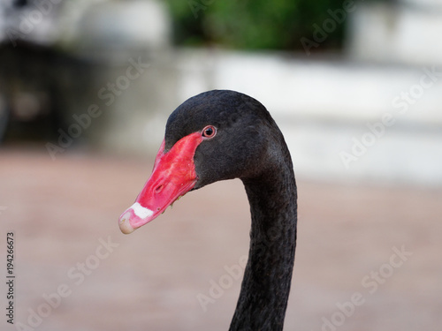 Black swan headshot with head, neck, and red beak in a farm
