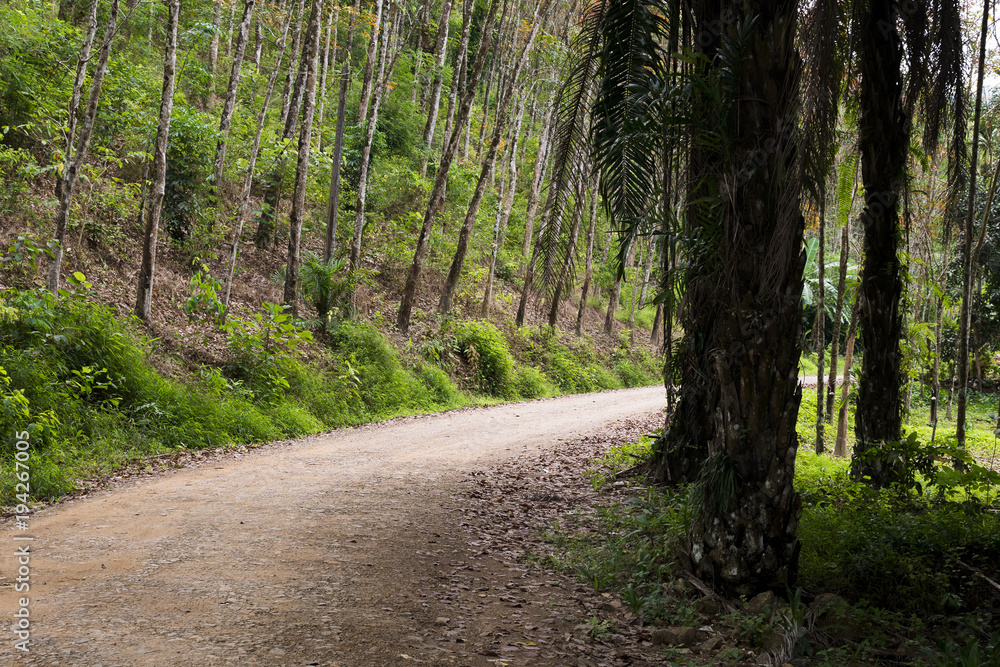 Fototapeta premium path in the jungle