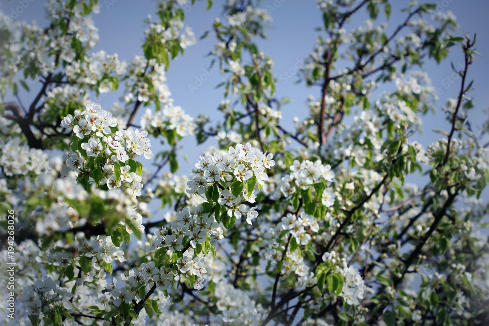 Photo of beautiful plum tree blossom on blue sky. Abstract natural background in springtime Photo of beautiful plum tree blossom on blue sky. Abstract natural background in springtime