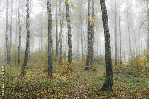 Misty morning in the woods in the fall. Morning  autumn. Birch grove near the city.