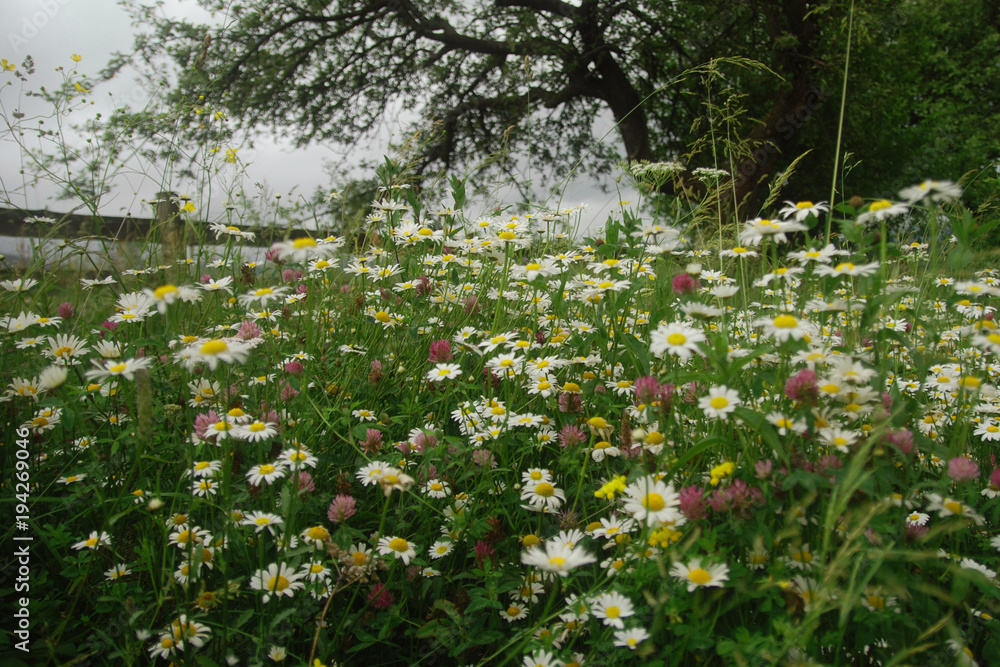 Ромашки в саду